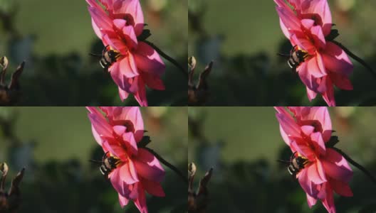 花中的蜜蜂03高清在线视频素材下载
