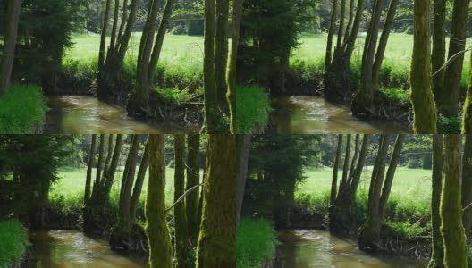 小溪流在森林边缘跟踪拍摄(4K/超高清到高清)高清在线视频素材下载