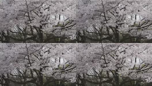 樱花:花瓣在花季飞舞高清在线视频素材下载
