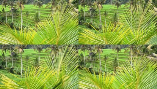 印度尼西亚巴厘岛Tabanan摄政的Babahan村的梯田，有灌溉用水和棕榈树高清在线视频素材下载