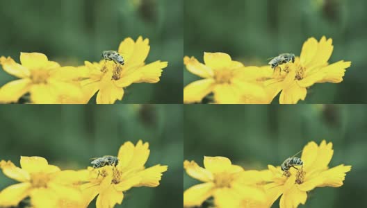 蜜蜂在黄色雏菊花上高清在线视频素材下载