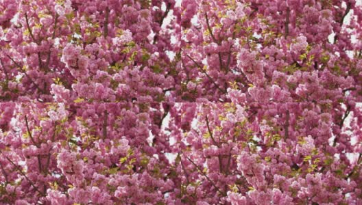 粉红色和白色的樱花(开花)树高清在线视频素材下载