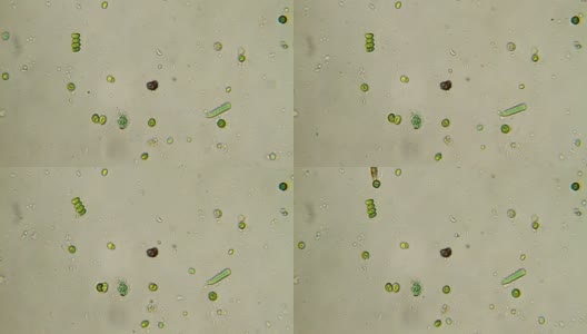 微生物-藻类细胞高清在线视频素材下载