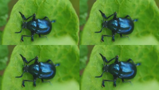 蓝色的马利筋甲虫高清在线视频素材下载