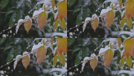 雪在东京的树上猛烈地飘落高清在线视频素材下载