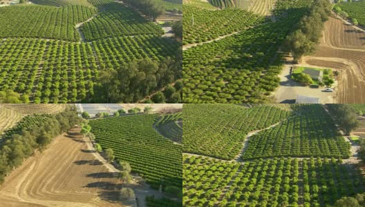 空中拍摄的橘子林和农田高清在线视频素材下载