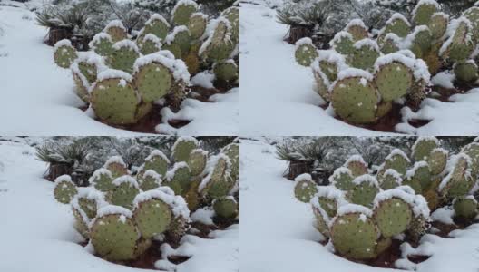 雪落在亚利桑那沙漠的一棵仙人掌上高清在线视频素材下载