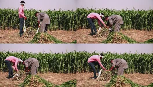 两个农民在绿色的田野里工作高清在线视频素材下载