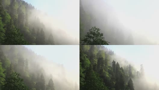 HD: Ayder高原，森林和雾，**时间流逝**，Rize，土耳其高清在线视频素材下载