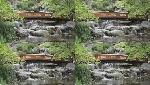带桥的日式花园高清在线视频素材下载