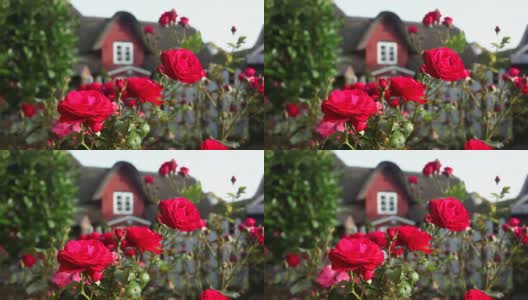 玫瑰，背景是一栋漂亮的房子高清在线视频素材下载