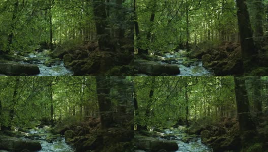 覆盖森林溪的山毛榉树PAN (4K/UHD to HD)高清在线视频素材下载