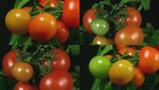 樱桃蕃茄成熟高清在线视频素材下载