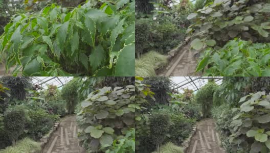 植物园高清在线视频素材下载