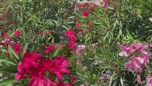 粉红色夹竹桃杜鹃花在夏季开花。地中海沿岸热带花园中美丽明亮的夹竹桃灌木。高清在线视频素材下载