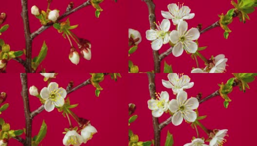 4k垂直时间间隔的酸樱桃树花盛开，生长在红色的背景上。樱花盛开的小白花。时间流逝，9:16的比例。高清在线视频素材下载