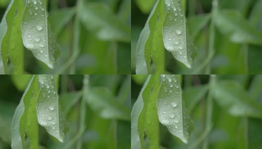 雨后的水滴落在绿叶上高清在线视频素材下载