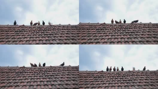 鸽子飞上屋顶高清在线视频素材下载