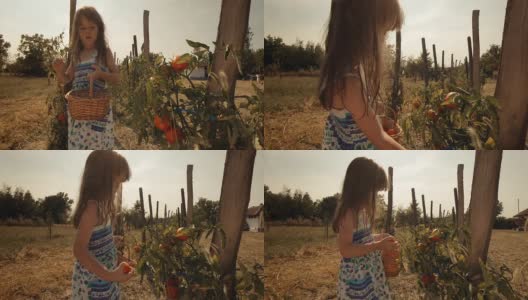 一个小女孩学习如何摘西红柿。真实的人，乡村场景，。镜头光晕，特殊角度，GoPro。高清在线视频素材下载