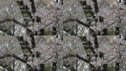 春天，吉野樱花的花瓣轻轻飘落高清在线视频素材下载