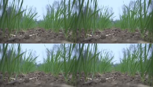 鲜绿麦草高清在线视频素材下载