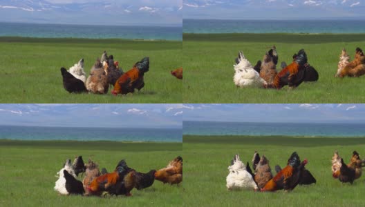 吉尔吉斯斯坦宋科尔湖上的公鸡和鸡高清在线视频素材下载