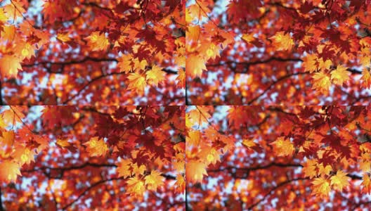 枫叶的红色，日本的秋日，大自然的镜头慢镜头高清在线视频素材下载