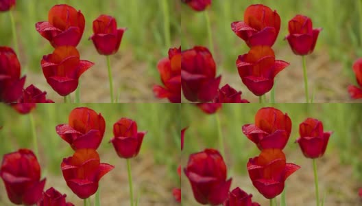 美丽的红色郁金香盛开在田野高清在线视频素材下载