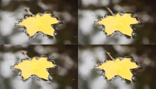 Сlose上落下来的枫叶摇在水面上高清在线视频素材下载