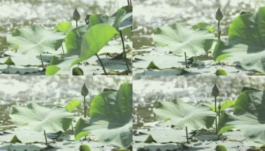 睡莲或荷花在阳光明媚的日子里在湖上开花和叶，以散景为背景高清在线视频素材下载