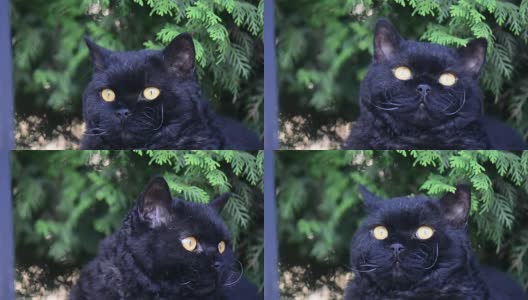 户外的黄眼睛黑猫。黑猫躺在外面的草地上看着周围。塞尔扣克雷克斯。高清在线视频素材下载