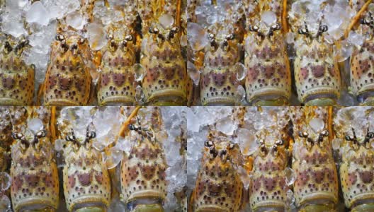 新鲜的龙虾在冰上。亚洲街头小吃刺龙虾特写。高清在线视频素材下载