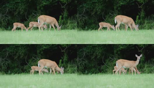 白尾鹿，小鹿和母鹿高清在线视频素材下载