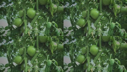 4k农村绿色番茄种植高清在线视频素材下载