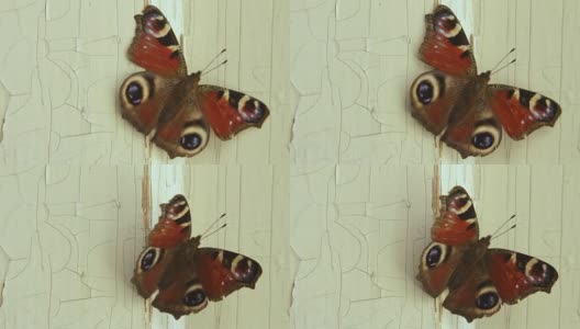 蝴蝶在白色木门上移动高清在线视频素材下载