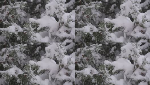 雪中的杜嘉高清在线视频素材下载