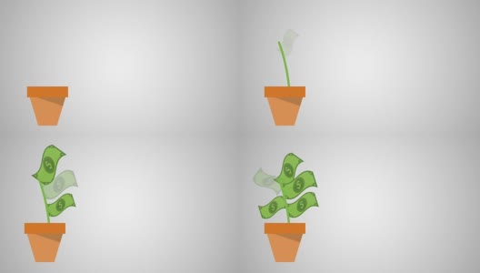 金钱植物在花盆高清动画高清在线视频素材下载