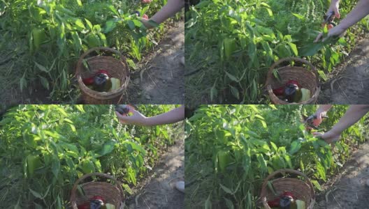 一个农民仔细检查绿色的保加利亚辣椒灌木丛中是否有成熟的果实的特写。找到一个小的深绿色的辣椒，切下来，和辣椒一起放在柳条篮子里高清在线视频素材下载