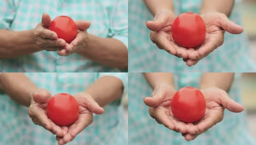 健康食品资深女性手上的番茄高清在线视频素材下载