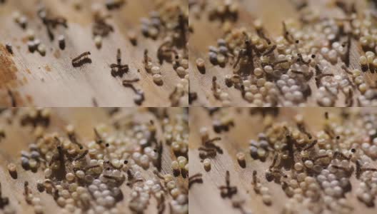蚕蛾的幼虫从卵中孵化出来高清在线视频素材下载
