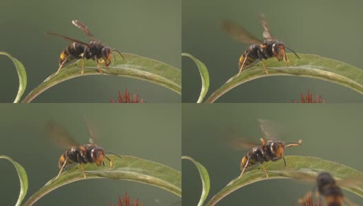 蜜蜂，黄蜂，有趣的碰撞高清在线视频素材下载