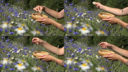 在夏季的田野里，草药师用手在玉米花间采摘雏菊。4 k高清在线视频素材下载