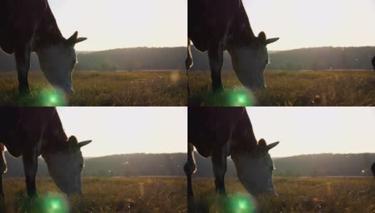 奶牛在草坪上吃新鲜的绿草。日落时分在牧场上吃草的动物。美丽的乡村风景作为背景。农业的概念。慢镜头高清在线视频素材下载