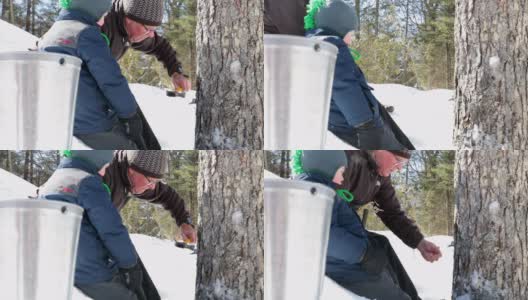祖父和孙子在枫树上挖枫糖浆高清在线视频素材下载