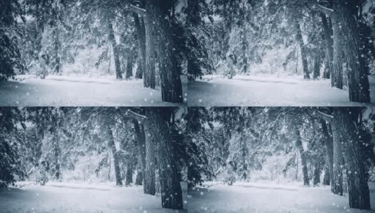 白雪皑皑的树木在冬季起到过滤植物森林的作用。自然的冬天高清在线视频素材下载