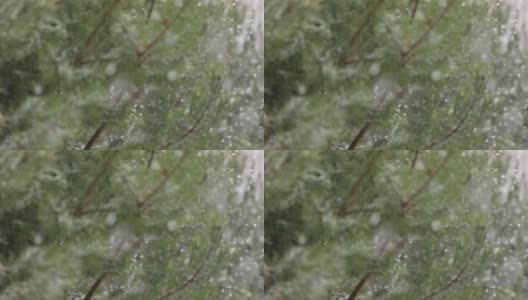 森林里下雪了。第一场雪高清在线视频素材下载