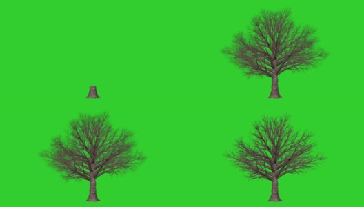 无叶橡树长时间生长，绿屏色高清在线视频素材下载
