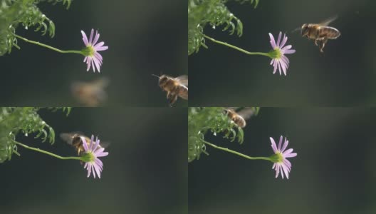蜜蜂。飞越紫花。高清在线视频素材下载