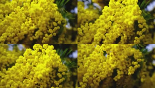 黄色含羞草花序，小花和叶高清在线视频素材下载