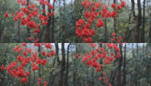 杜鹃花随风摇曳高清在线视频素材下载